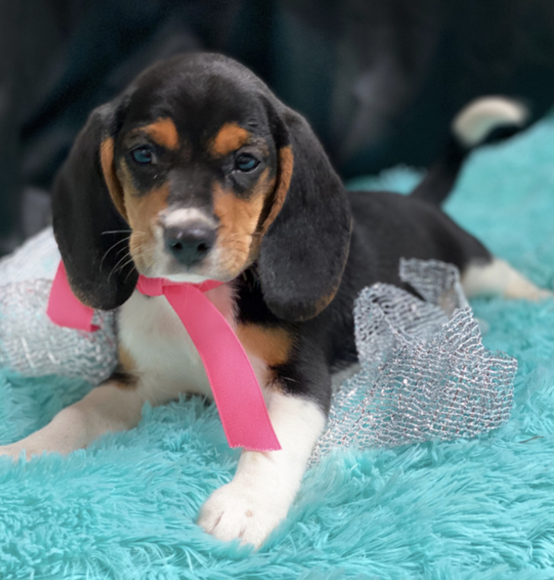 comprar cachorros sanos, baratos y asequibles para la venta